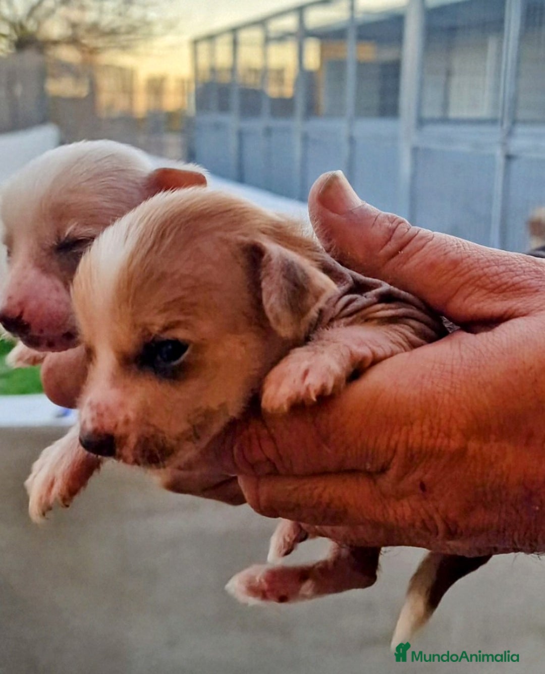 Perro Crestado Chino perros en venta: Crestado chino precio real - Anuncio 5