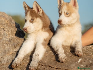 Husky Siberiano perros - Anuncio 3