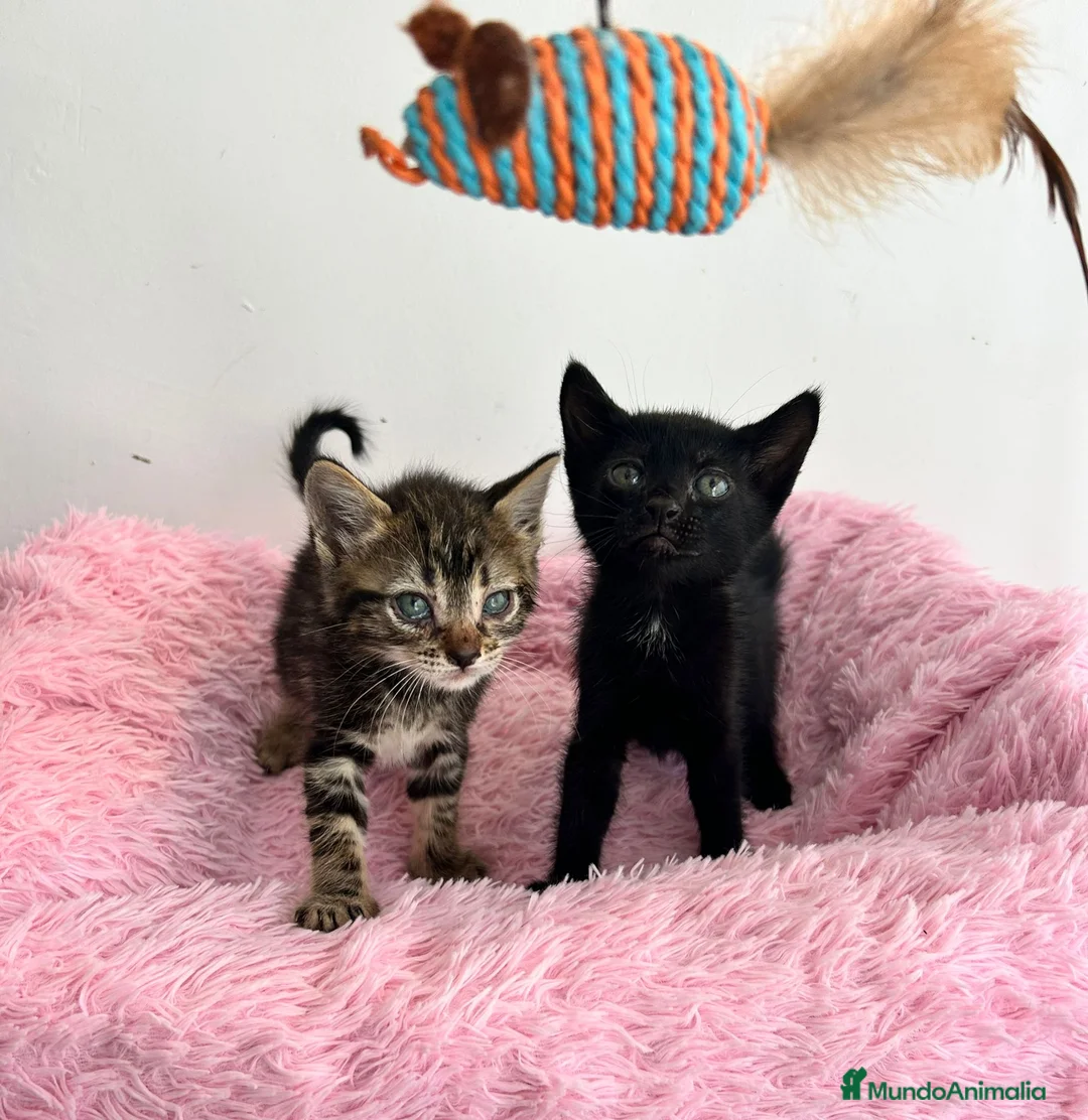 Raza Mixta gatos en venta: Gatitos raza mixta  - Anuncio 2