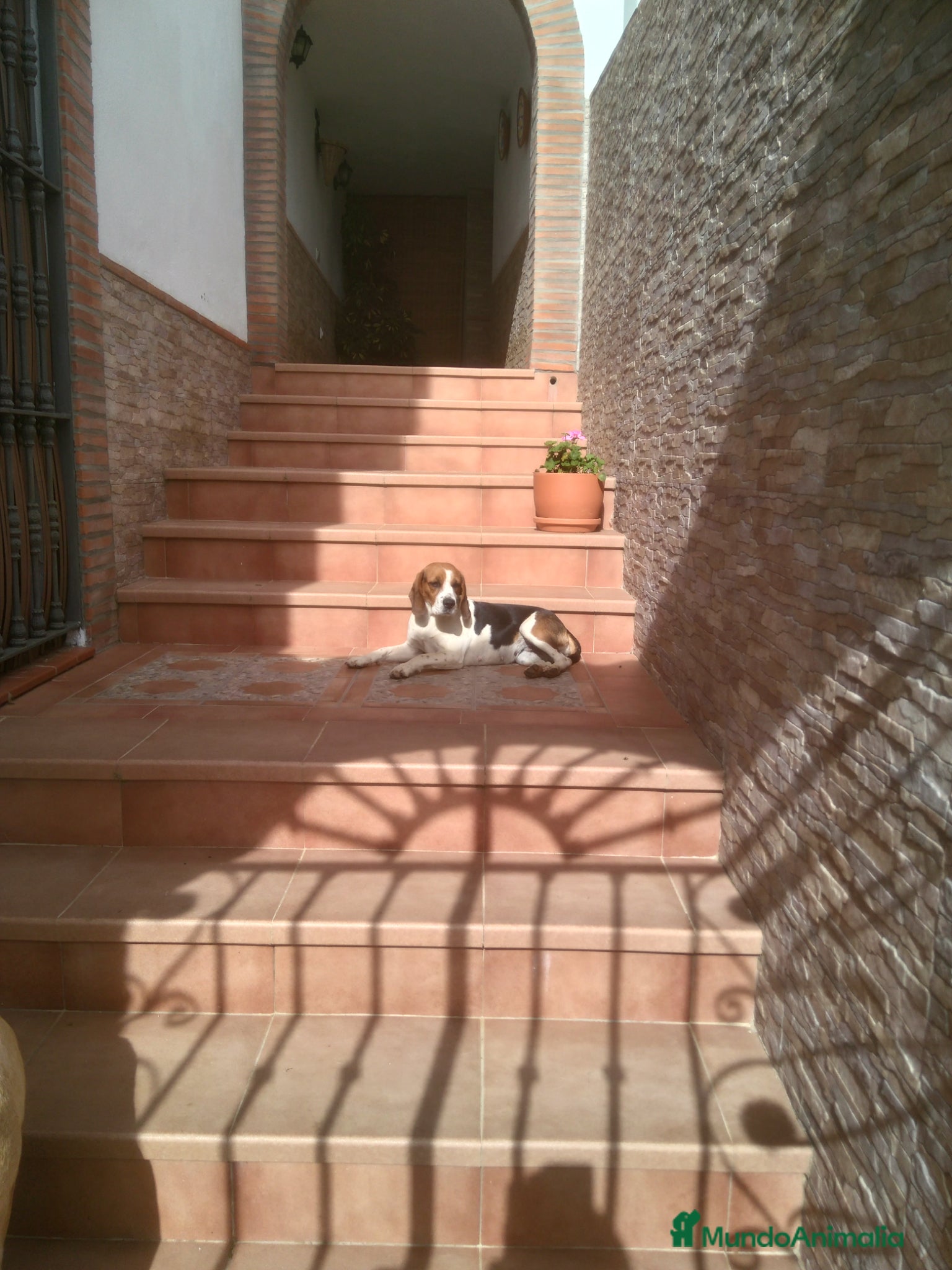 Beagle perros Beagles tricolor bicolor - Anuncio 1