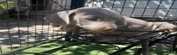 Weimaraner perros en venta: BRACO DE WEIMAR - Anuncio 25