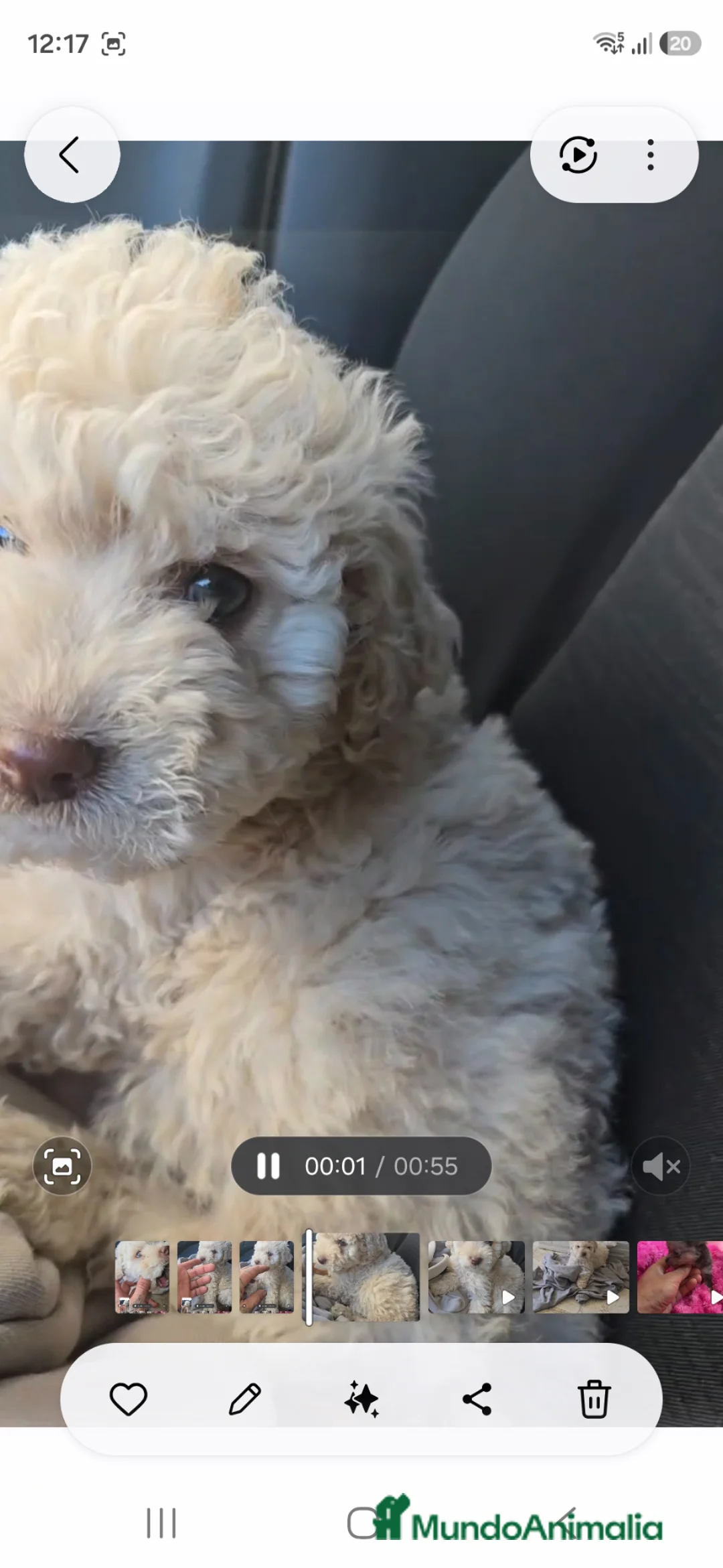 Perro de Agua Español perros en venta: Perro de agua  - Anuncio 2