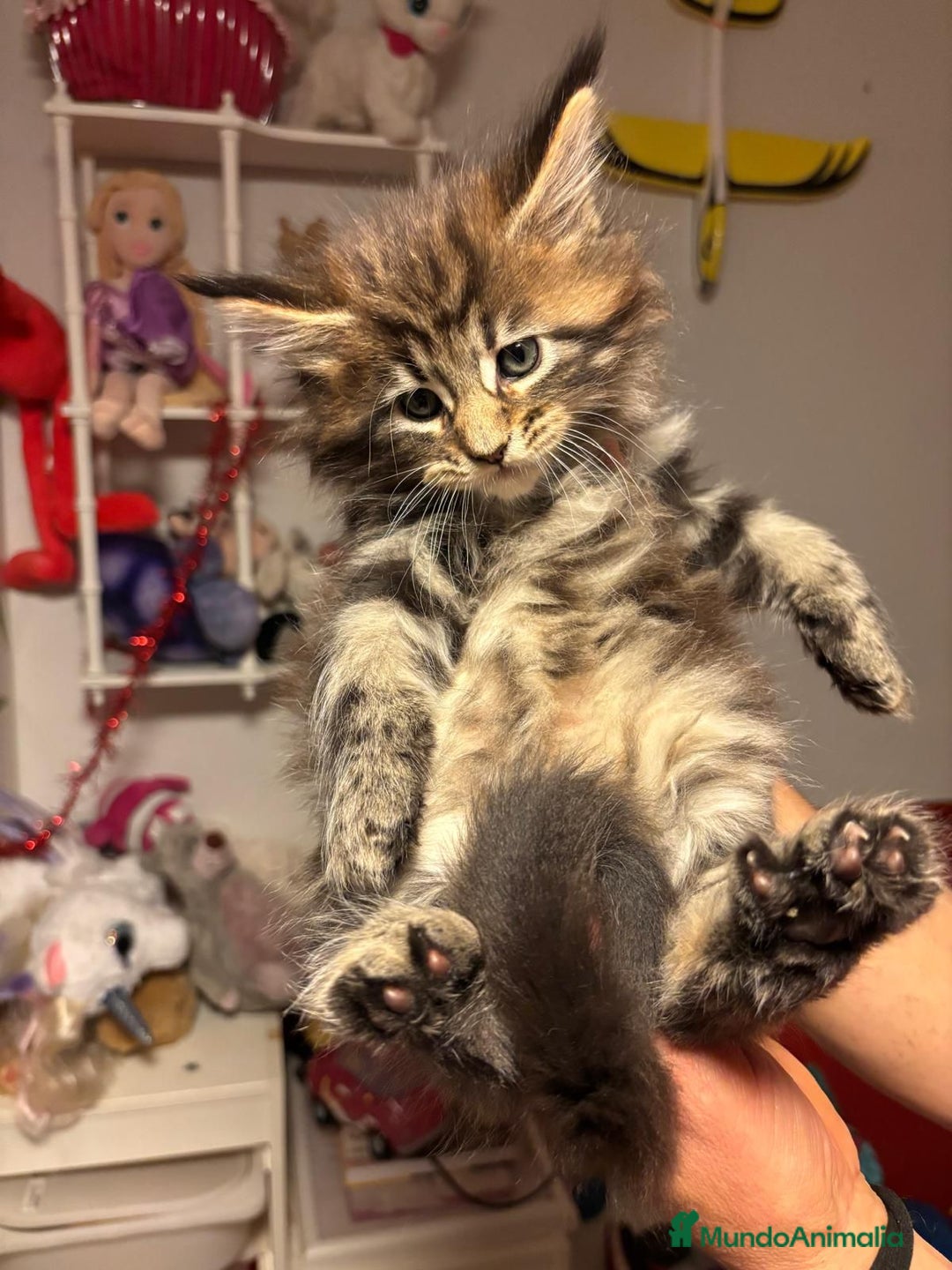 Maine Coon gatos en venta: Gatitos maine coon machitos - Anuncio 1