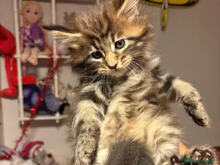 Maine Coon gatos Gatitos maine coon machitos - Anuncio 10