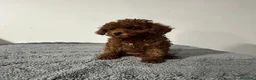 Caniche Toy perros en venta: Caniche Toy rojo - Anuncio 10