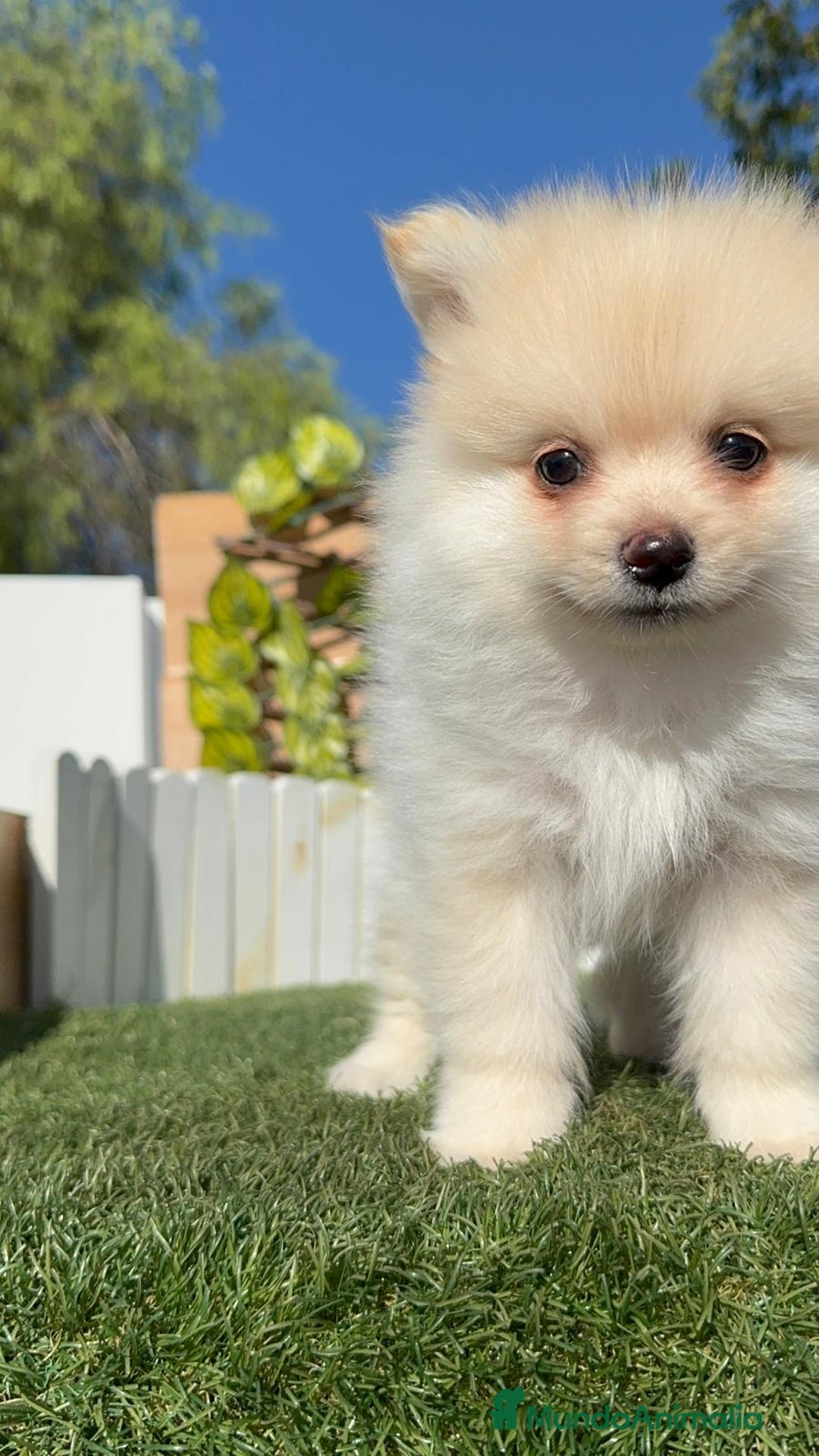 Pomerania perros en venta: POMERANIA - Imagen 9