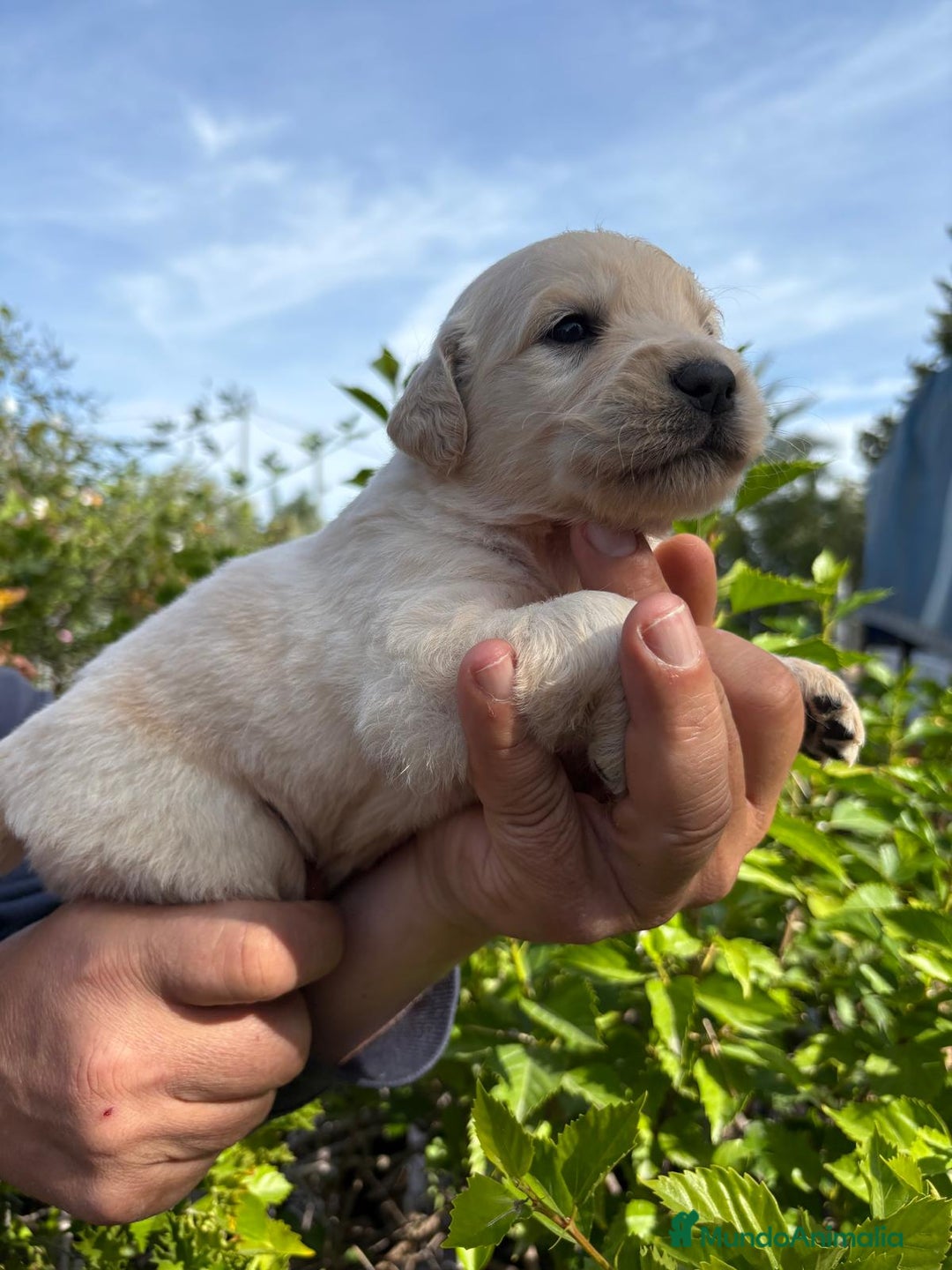 Golden Retriever perros en venta: Golden retriever  - Imagen 4