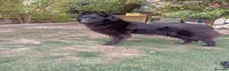 Pastor Belga Groenendael perros en venta: Camada de Pastor Belga Groenendael - Anuncio 2