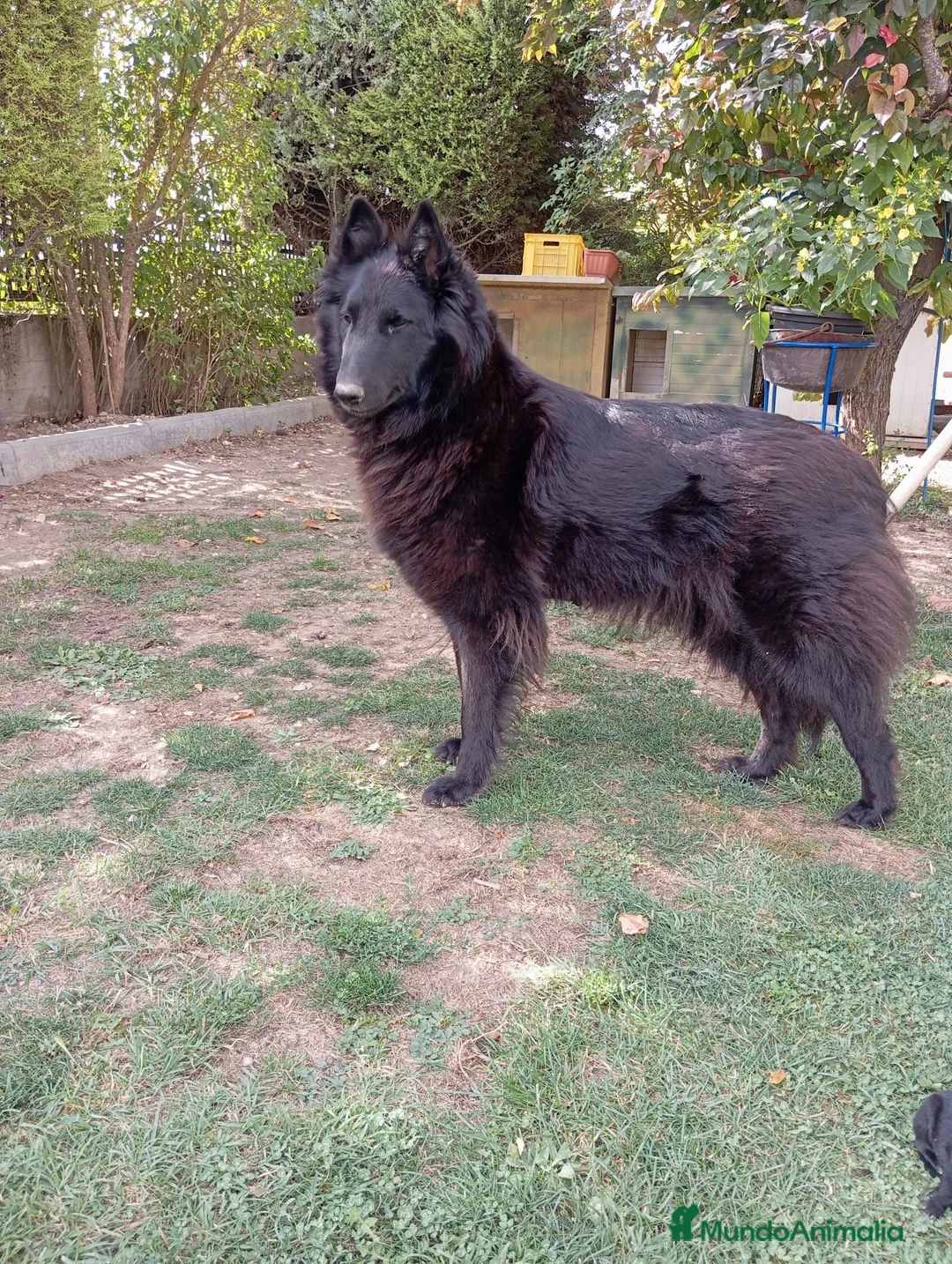 Pastor Belga Groenendael perros en venta: Camada de Pastor Belga Groenendael - Anuncio 2