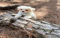 Bichón Maltés perros en venta: Bichon maltés excelentes cachorros  - Imagen 8