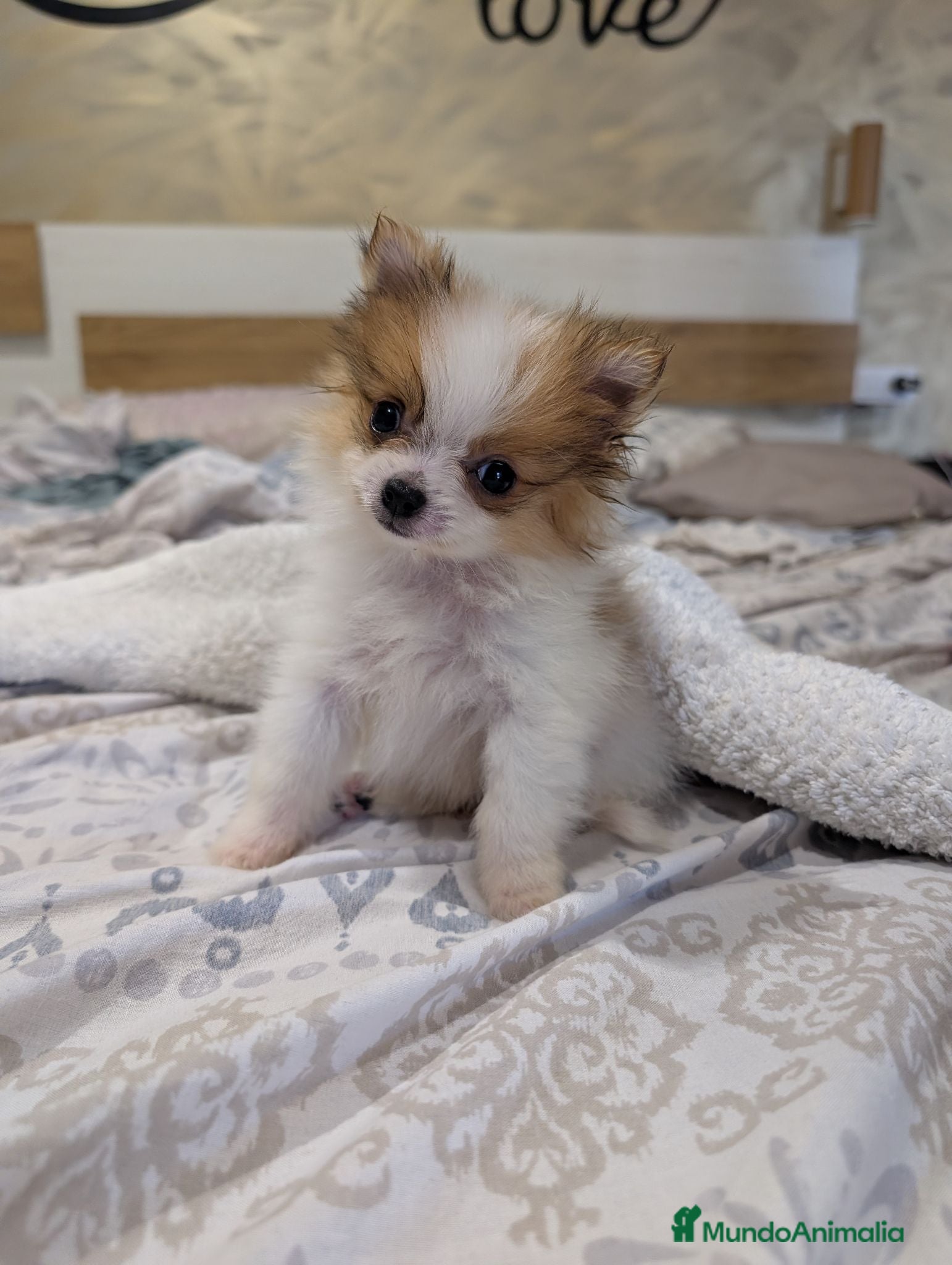 Pomerania perros Pomerania cariñosa - Anuncio 5