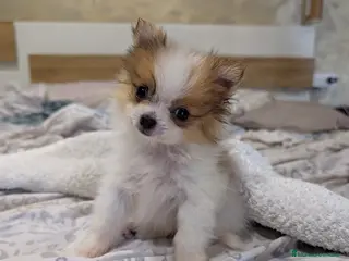 Pomerania perros Pomerania cariñosa - Anuncio 5