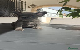 Bulldog Francés perros en venta: Bulldog Francés espectaculares - Imagen 8