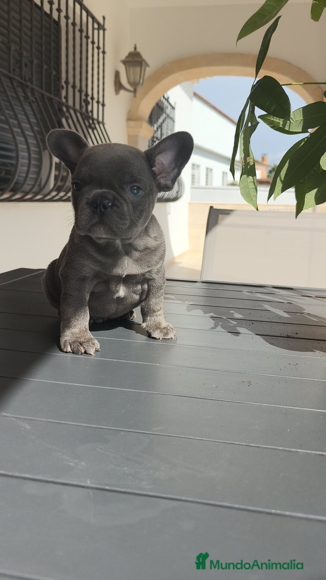 Bulldog Francés perros en venta: Bulldog Francés espectaculares - Imagen 8