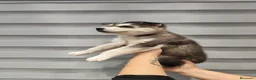 Husky Siberiano perros en venta: Pareja de Husky siberiano - Anuncio 14
