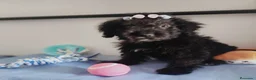 Perro de Agua Español perros en venta: Perro de agua  - Anuncio 19