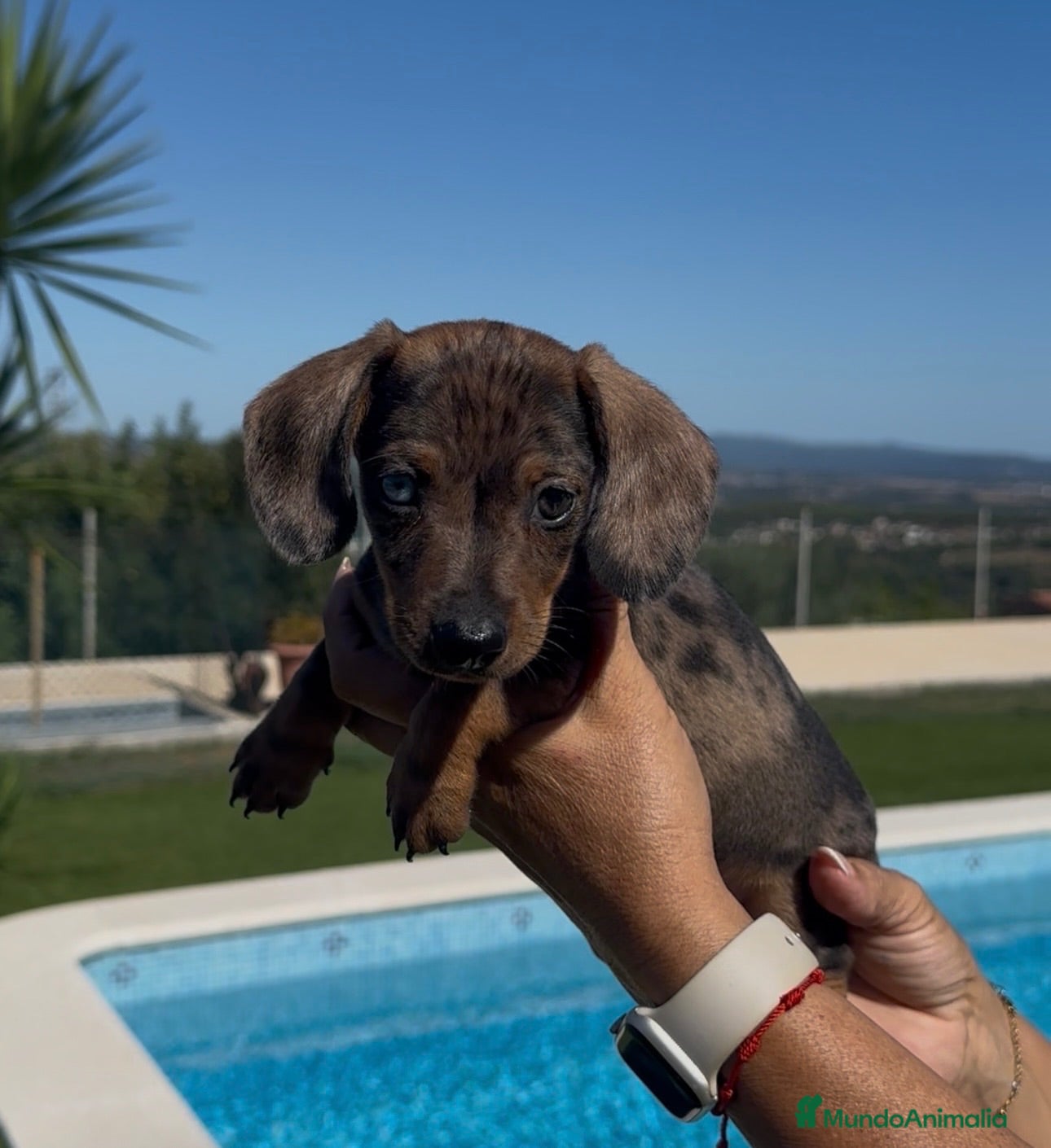 Teckel Miniatura perros ESPECTACULAR TECKEL MINIATURA CHOCOLATE! 🍫🐾 - Anuncio 1