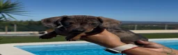 Teckel Miniatura perros en venta: ESPECTACULAR TECKEL MINIATURA CHOCOLATE! 🍫🐾 - Anuncio 1