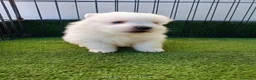 Pomerania perros en venta: POMERANIA BLANCO - Anuncio 1