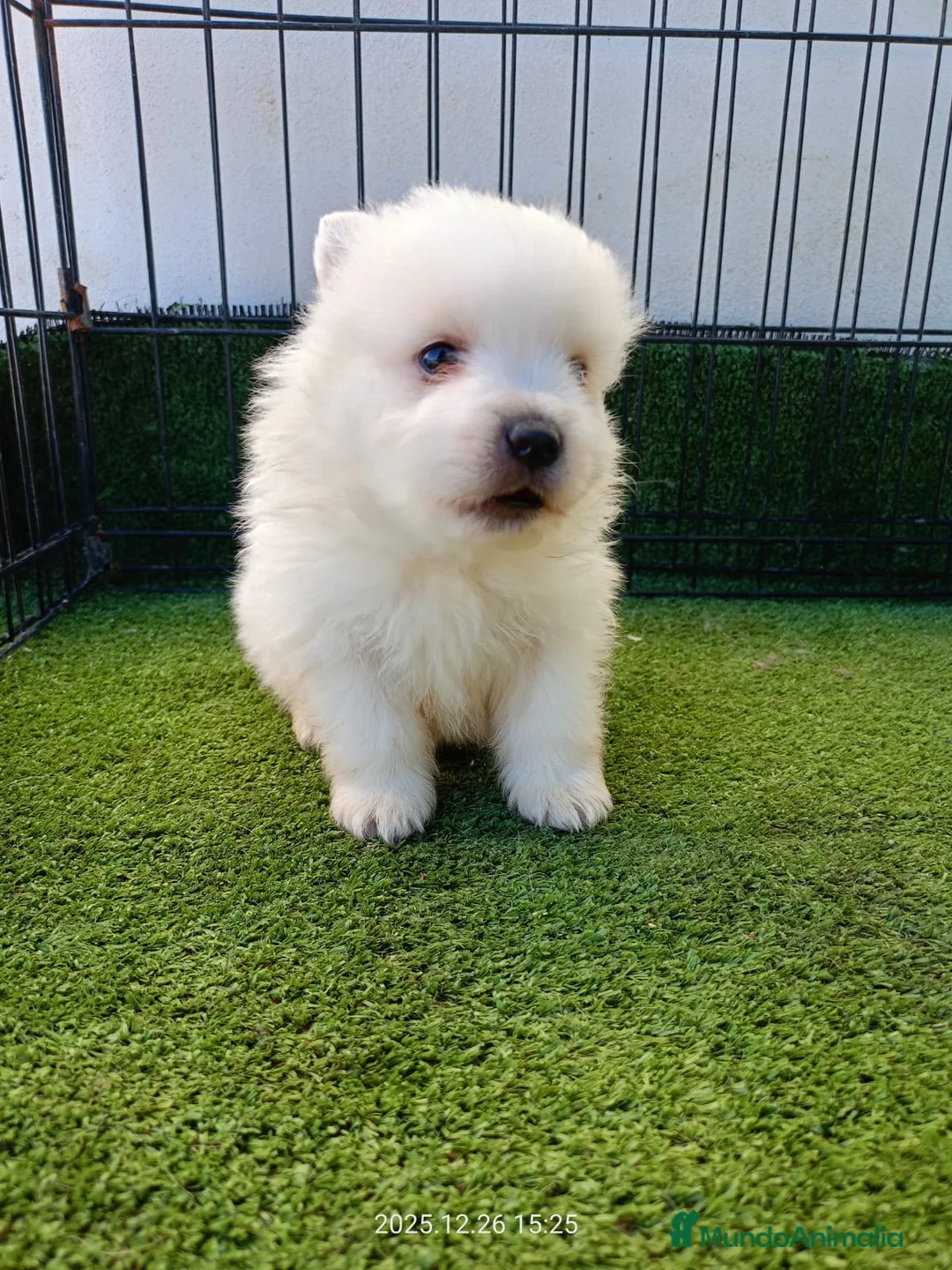 Pomerania perros en venta: POMERANIA BLANCO - Anuncio 1