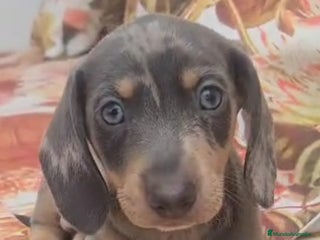 Teckel Miniatura perros - Anuncio 10