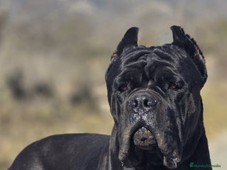 Cane Corso perros en Alicante - Anuncio 4