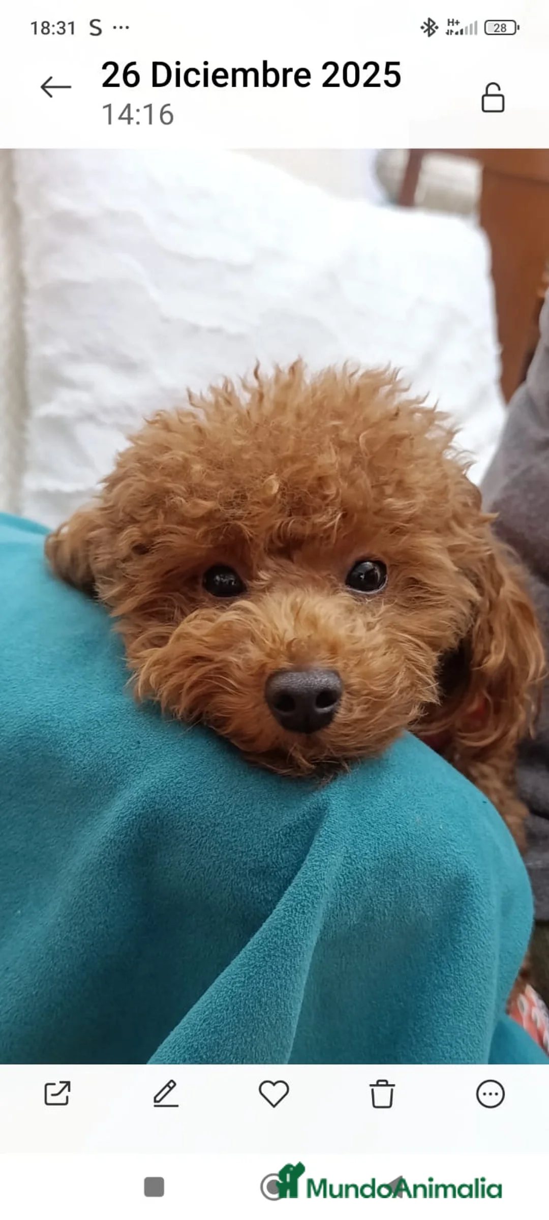 Caniche Toy perros en venta: Cachorritos caniche toy - Anuncio 1