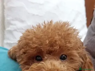 Caniche Toy perros Cachorritos caniche toy - Anuncio 1