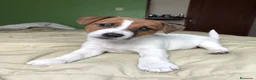 Jack Russell Terrier perros en venta: Camada de Jack Russell  - Anuncio 8