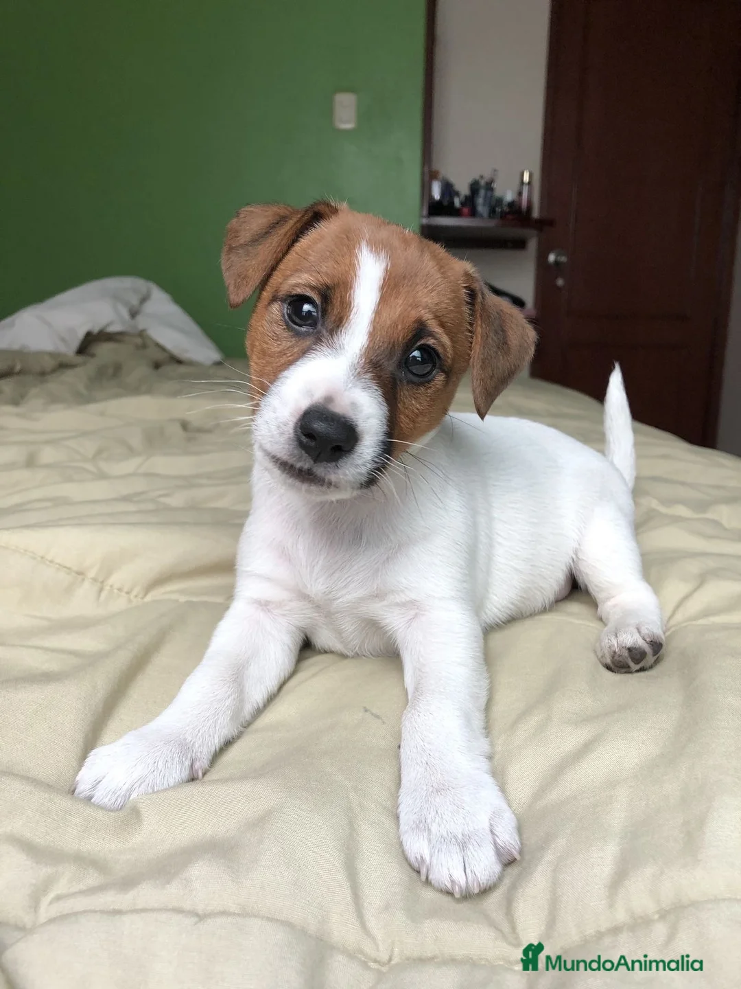 Jack Russell Terrier perros en venta: Camada de Jack Russell  - Anuncio 8