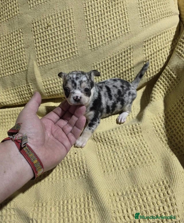 Chihuahua perros Chihuahuas Toy disponibles🔥🐾🐶 - Anuncio 2