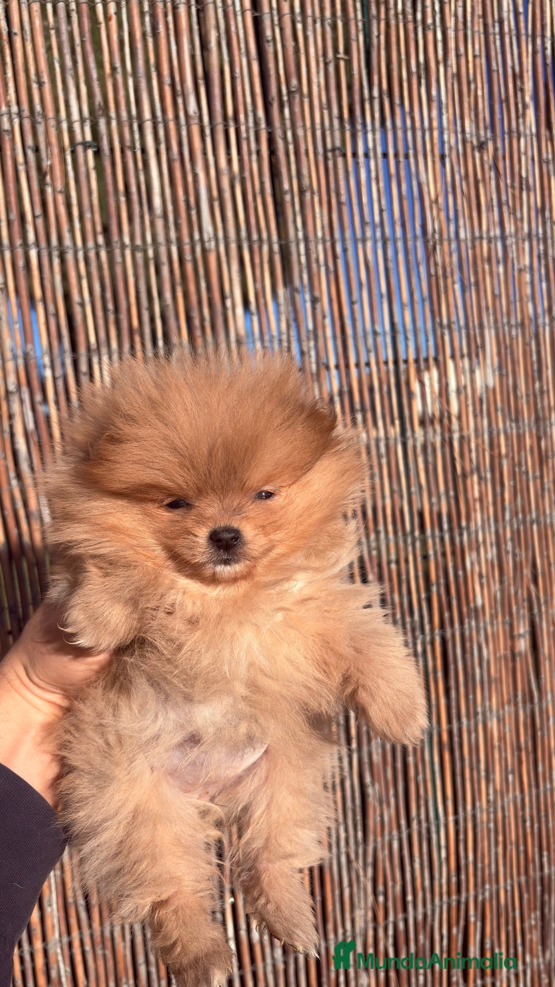 Pomerania perros en venta: Pomerania Mini Toy  - Anuncio 3