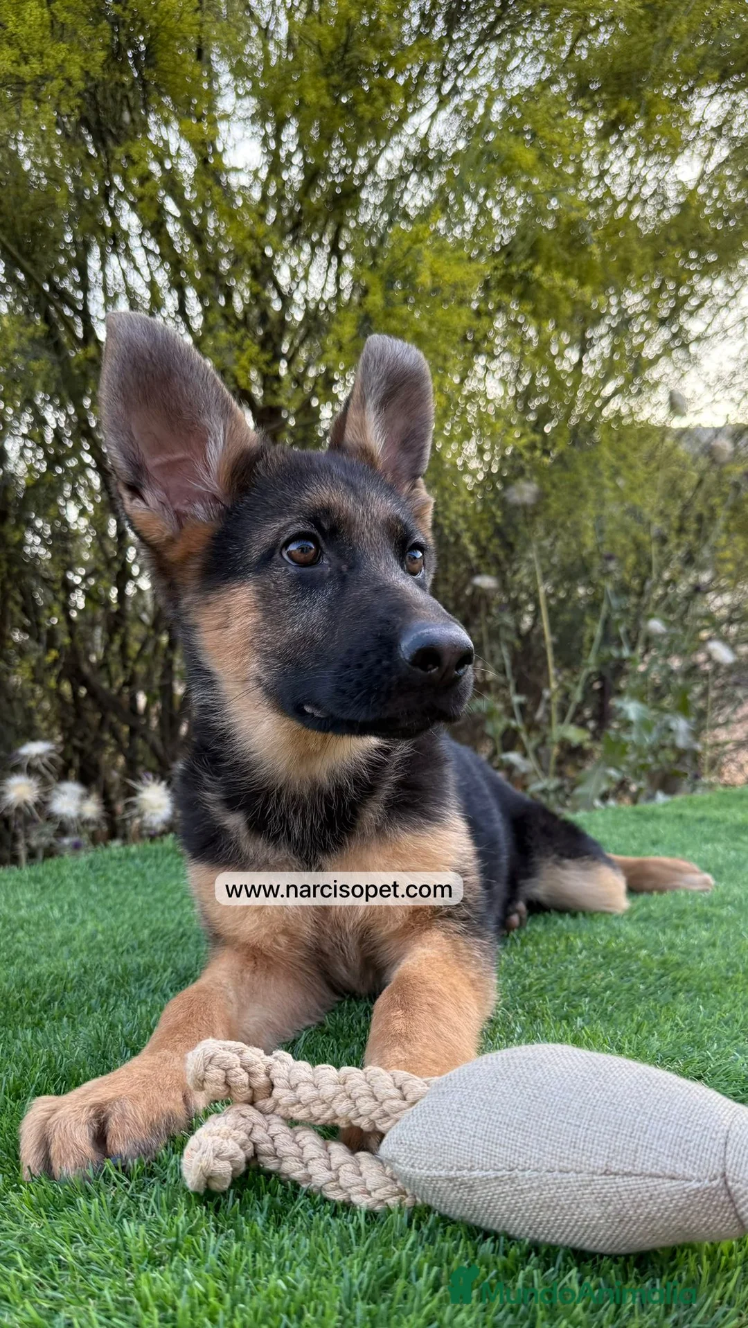 Pastor Alemán perros en venta: VENTA DE PASTOR ALEMAN - Anuncio 5