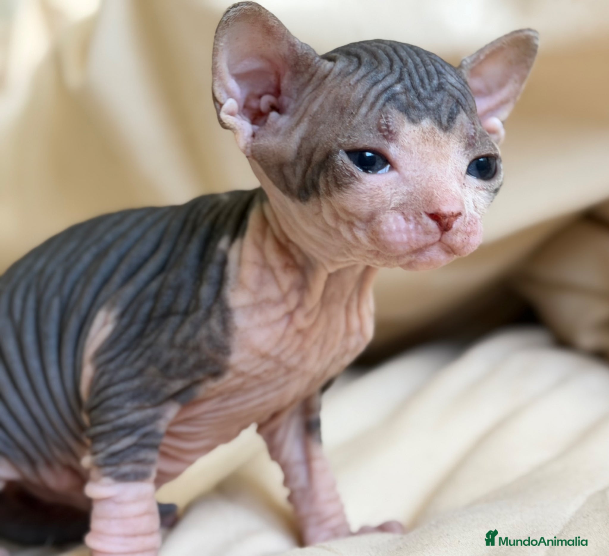Sphynx gatos Sphynx pedigree  - Anuncio 1
