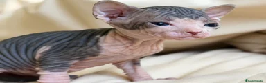 Sphynx Gatito 1