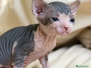 Sphynx gatos Sphynx pedigree - Anuncio 1