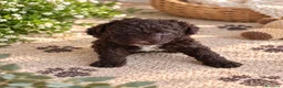 Perro de Agua Español perros en venta: PERRO DE AGUA ESPAÑOL - Anuncio 6