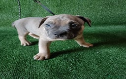 American Bully perros en venta: Cachorros AMERICAN BULLY - Imagen 4