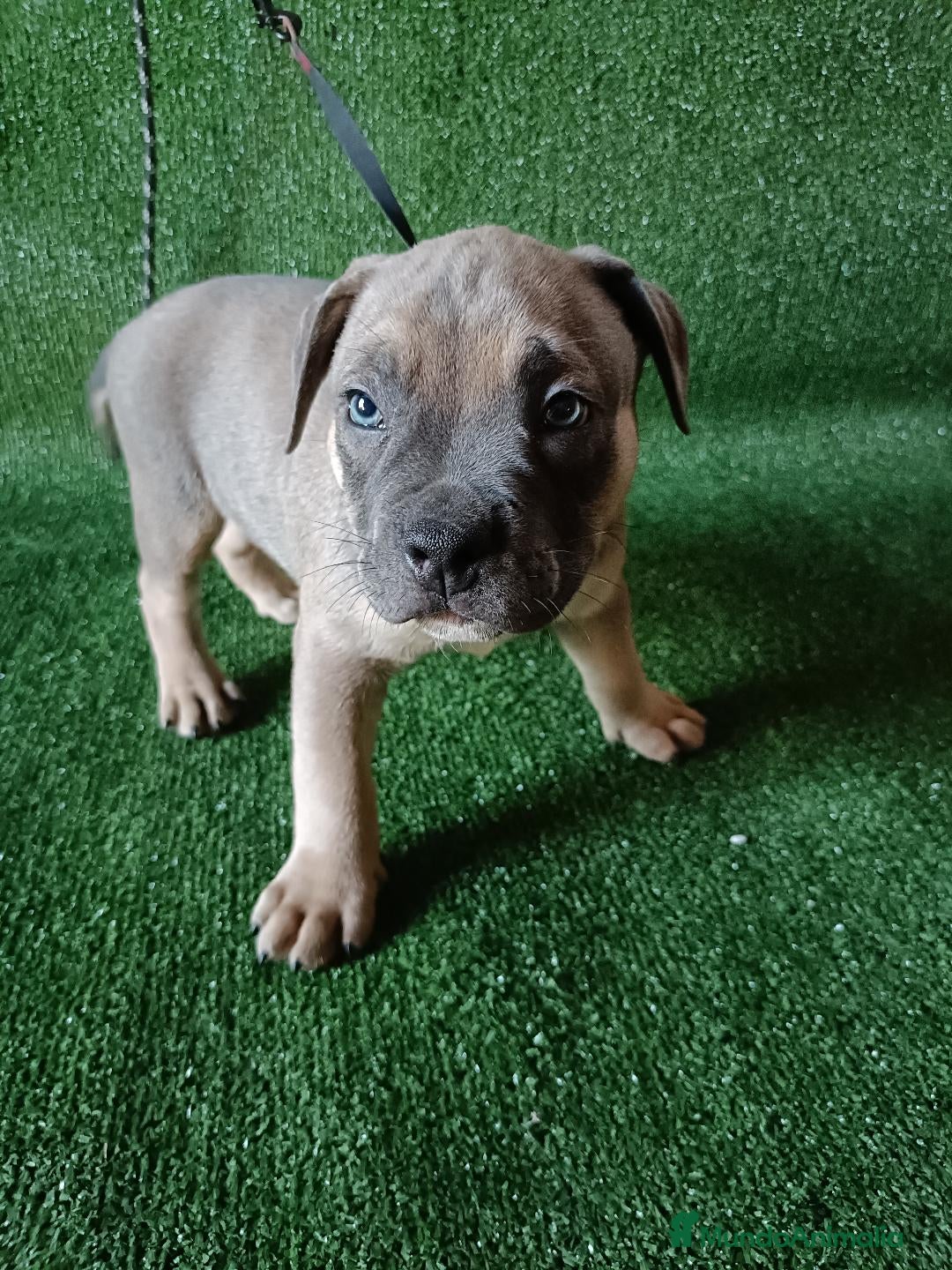 American Bully perros en venta: Cachorros AMERICAN BULLY - Imagen 4