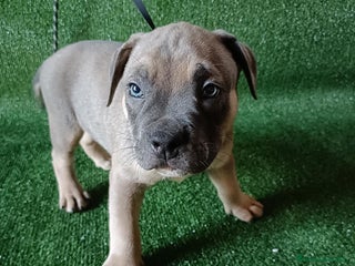 American Bully perros - Anuncio 8