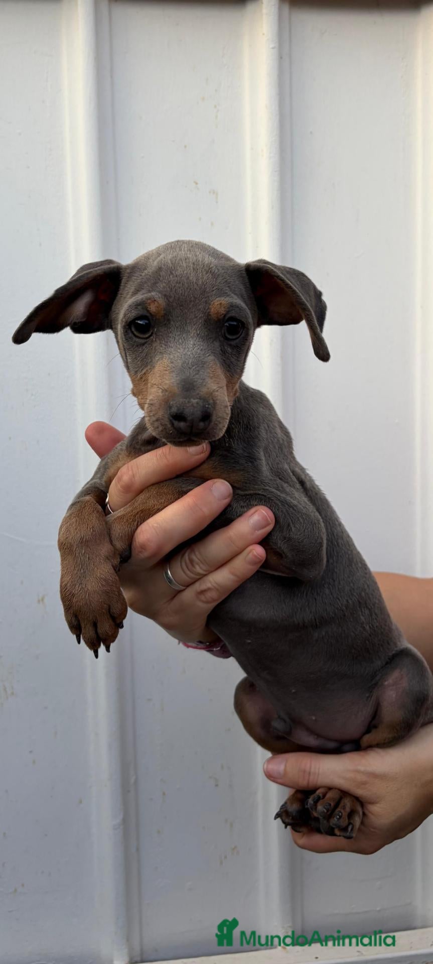 Pinscher Miniatura perros Pincher mini blue - Anuncio 4