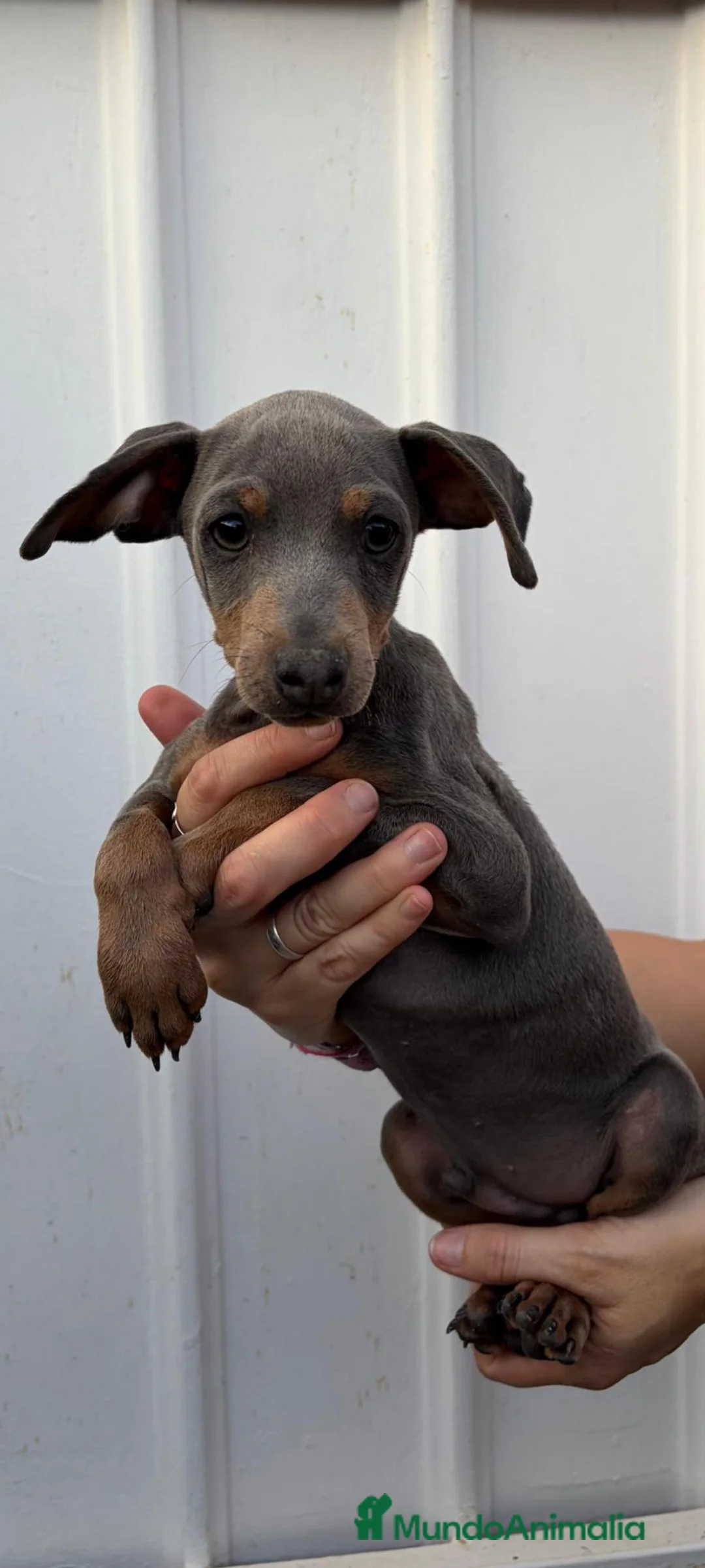Pinscher Miniatura perros en adopcion: Pincher mini blue - Anuncio 1