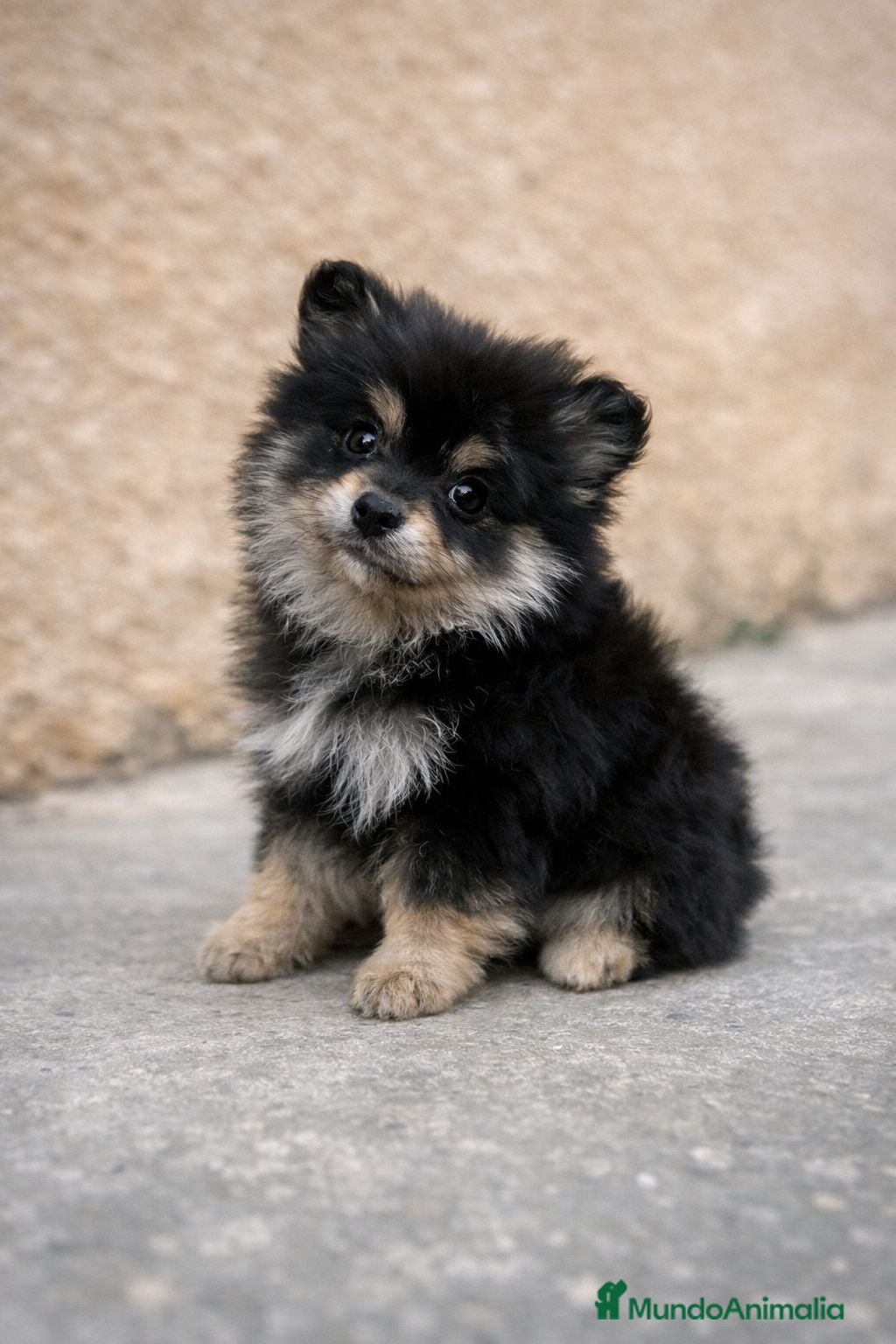 Pomerania perros Pomerania toy - Anuncio 26