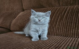 Británico de Pelo Corto Azul gatos en venta: Gatcot.com - Imagen 4