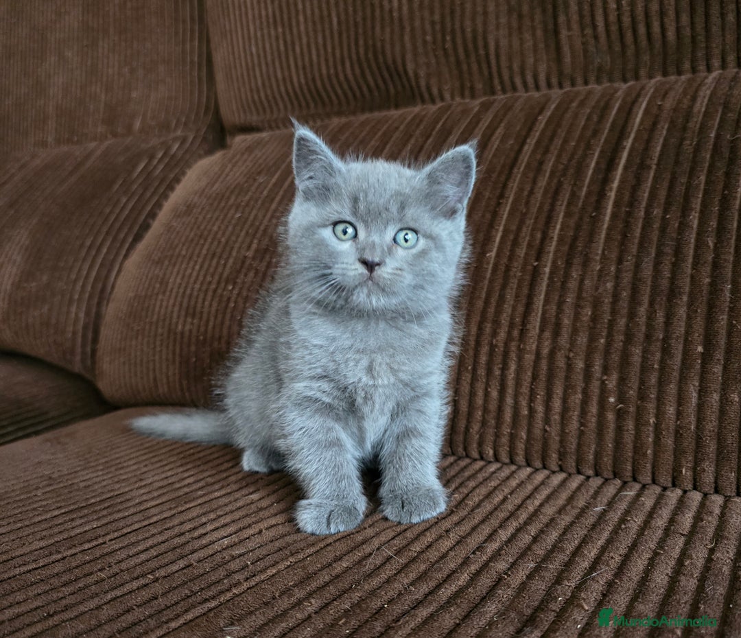 Británico de Pelo Corto Azul gatos en venta: Gatcot.com - Imagen 4