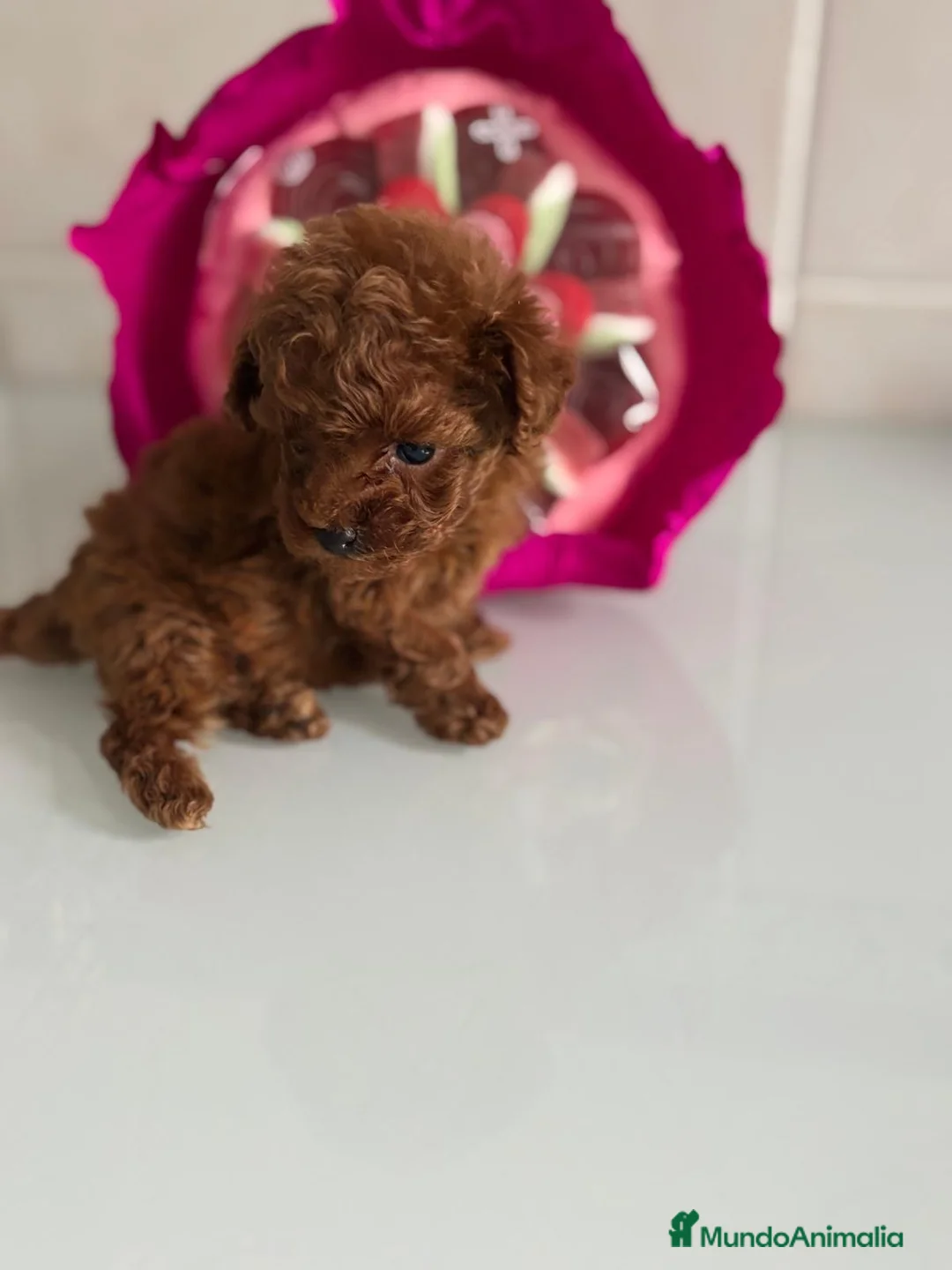 Caniche Toy perros en venta: Caniche Toy rojo, nueva camada !! - Anuncio 7