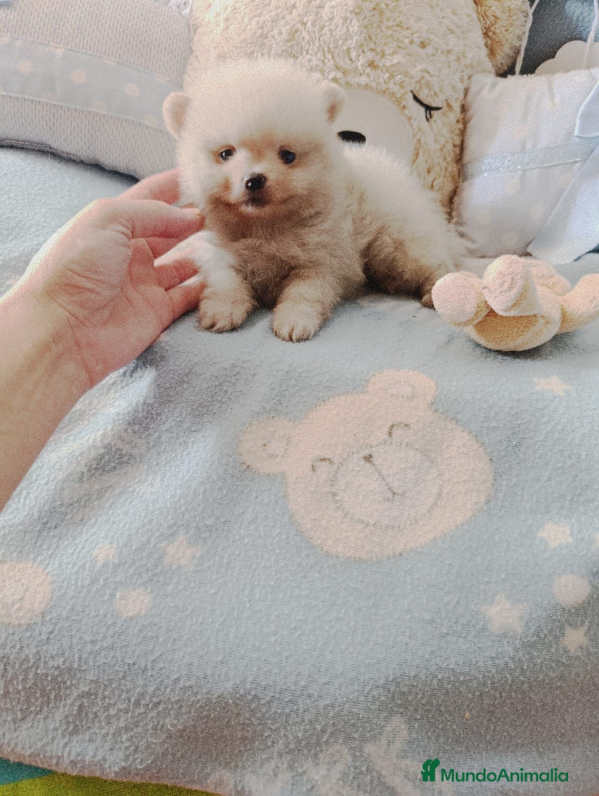 Pomerania perros Disponible pomeranias ositos  - Anuncio 1
