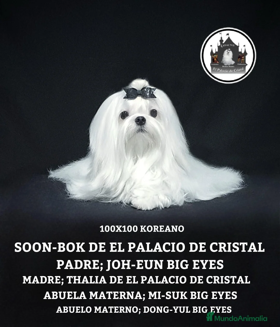 Bichón Maltés perros en venta: BICHÓN MALTÉS EXCLUSIVO EN VENTA – CALIDAD PREMIUM - Anuncio 1