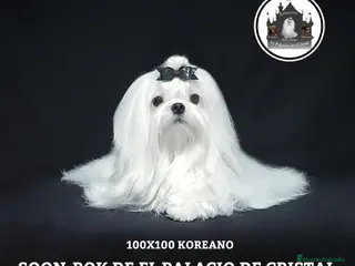 Bichón Maltés perros BICHÓN MALTÉS EXCLUSIVO EN VENTA – CALIDAD PREMIUM - Anuncio 32