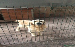 Golden Retriever perros en venta: Cachorros golden con pedigree  - Anuncio 17